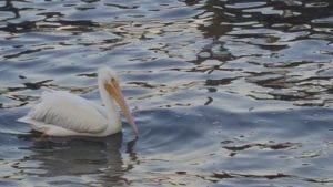 Captain Hiram Resort WHITE PELICAN WATCH