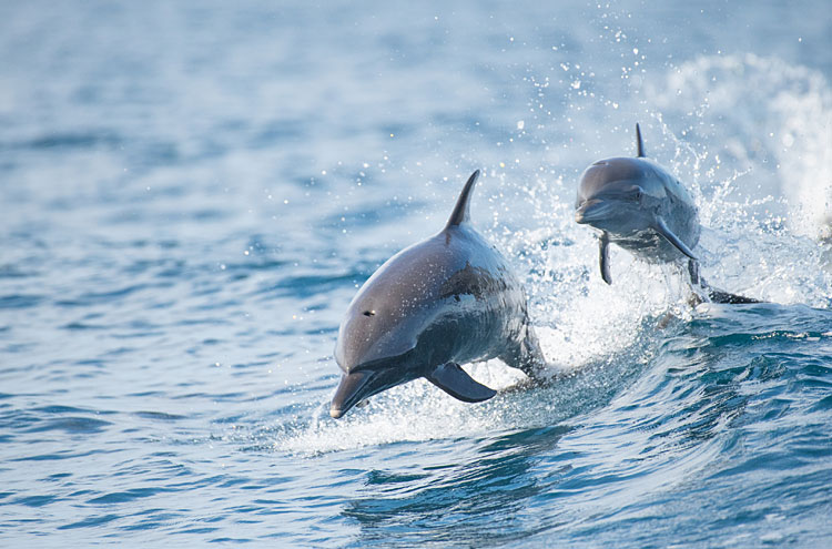 Captain Hiram Resort Dolphin Watch