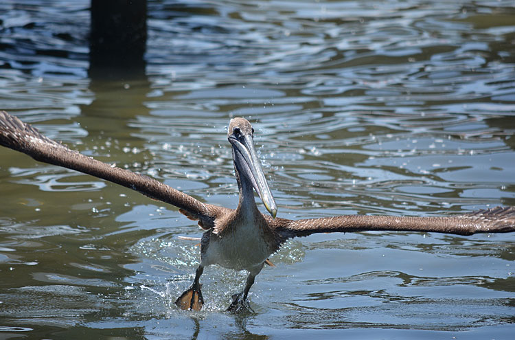 Captain Hiram Resort Pelican