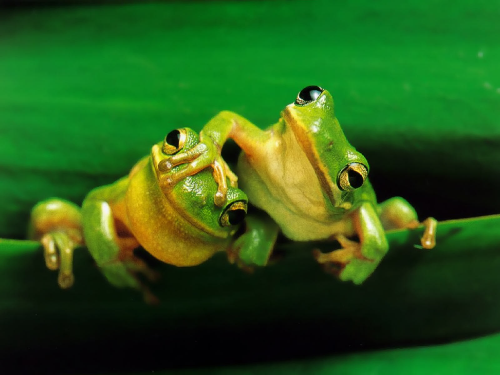 Tree Frogs