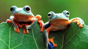 Tree Frogs