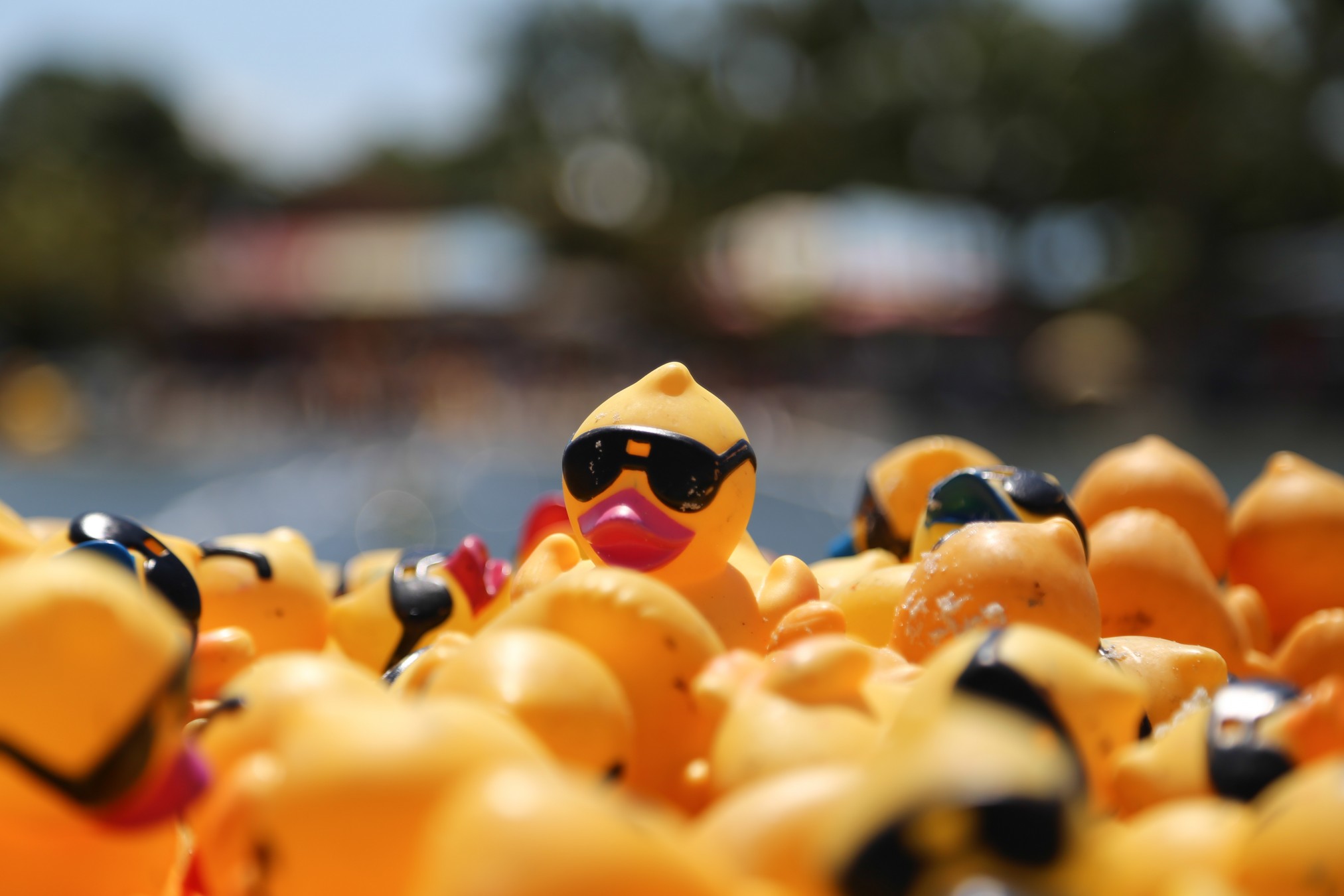 Duck Derby!
